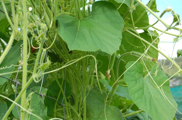 New Guinea bean keeps its cool